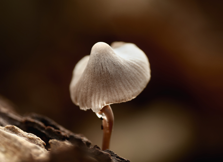Mijn eerste paddenstoel