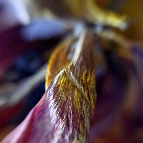 A withered flower, oh so frail