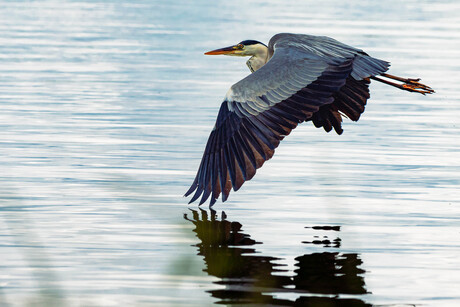 Reiger over het water