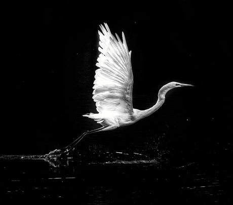 Grote zilverreiger