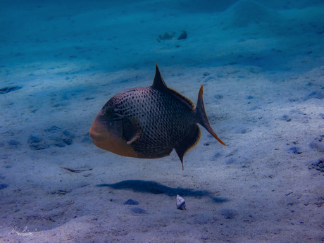 Triggerfish