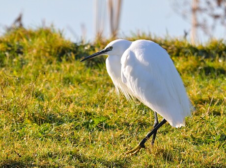 Kleine Zilverreiger