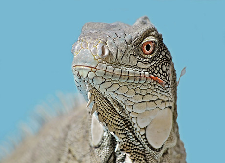 Leguaan op Bonaire