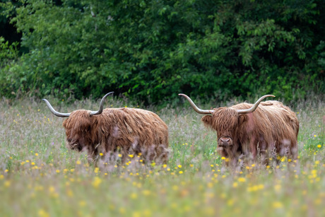 Hooglanders