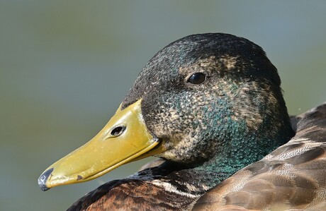 Wilde eend man