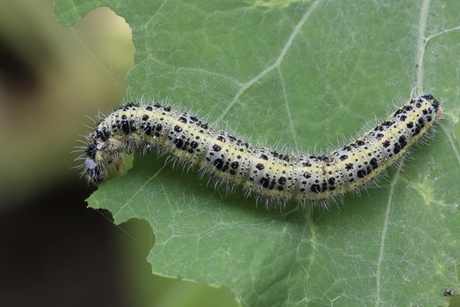 Weg Oost-indische kers
