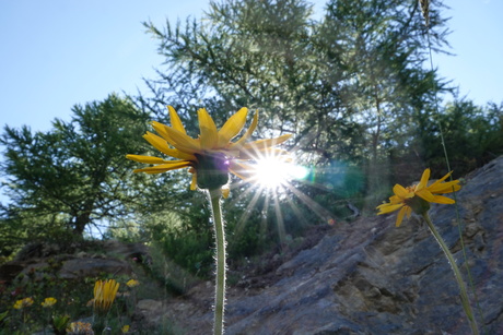 Bloem in ochtendzon