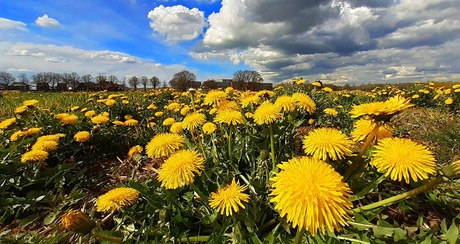 Paardenbloemen