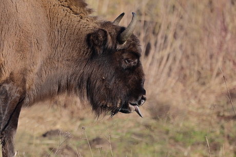 Wisent