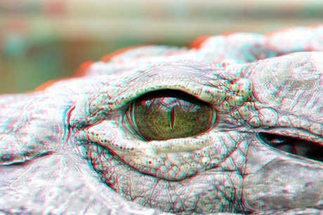 Eye of croc Blijdorp