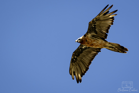 De Koning van de Alpenlucht