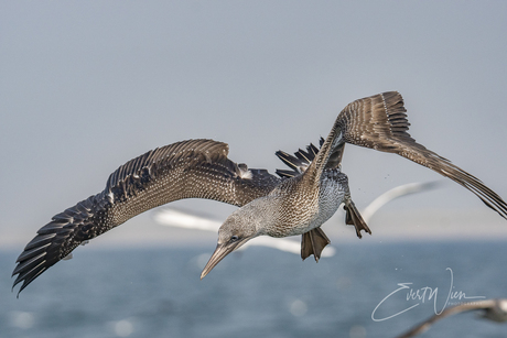 Juveniele Jan van Gent op weg naar een nieuwe duikvlucht