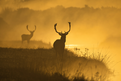 Zon, mist en damherten