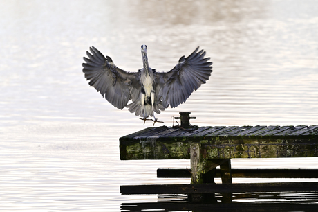 Landing ingezet