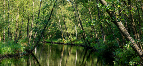 groene oase van rust