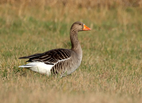 grauwe gans