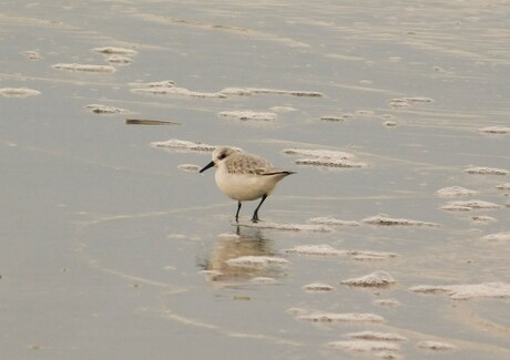 ik-hou-je-in de-smiezen..........