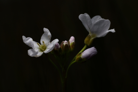 pinksterbloem