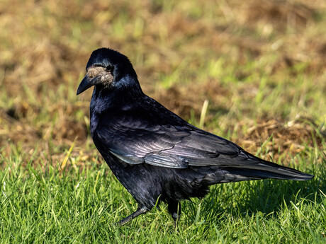 Roek (Corvus frugilegus)