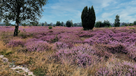 Bloeiende heide