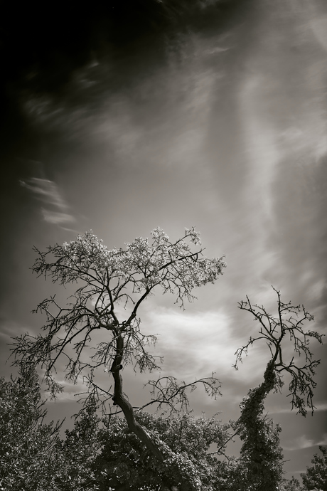 Bomen en wolken, begraafplaats Oud Zuilen.