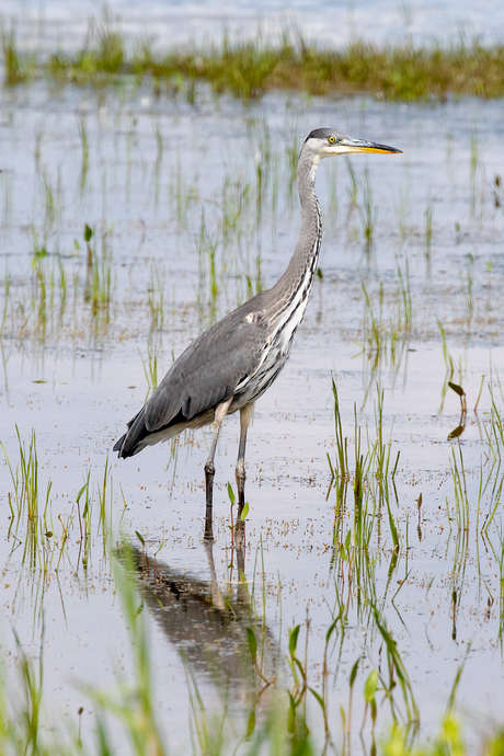 Blauwe reiger