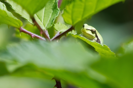 Groene duiveltjes (I)