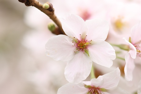 Enkele Sakura bloesem