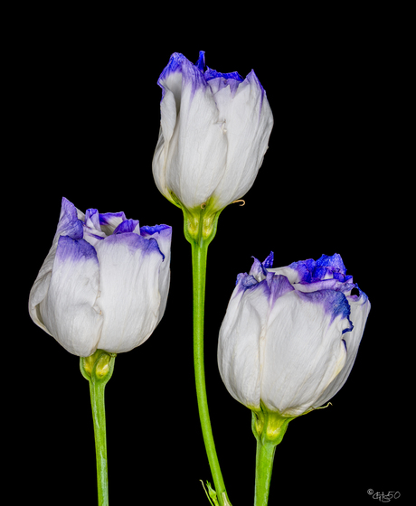 Lisianthus