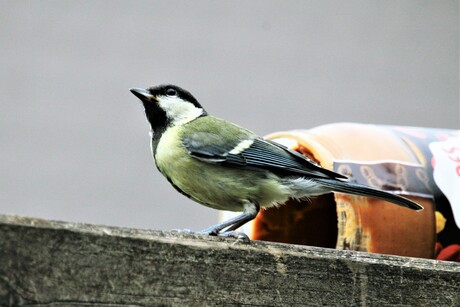 Yeah.... peanut butter!