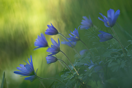 Blauwe anemoontjes in de tuin.