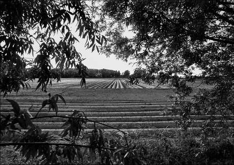 Aardappelveld.