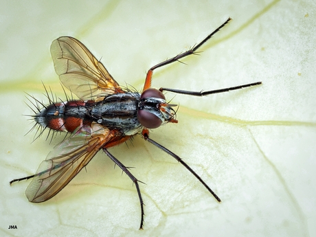 Mintho rufiventris