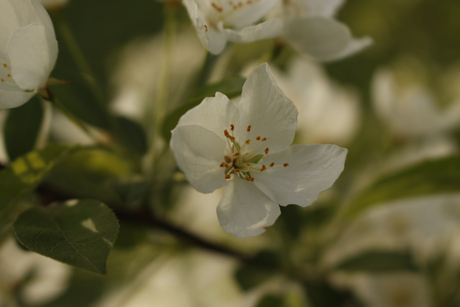 Appelbloesem