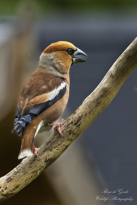 appelvink
