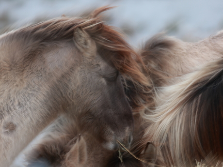 Wild Horses