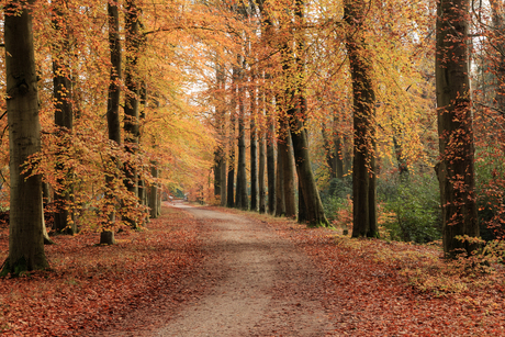 Herfstkleuren Utrechtse Heuvelrug