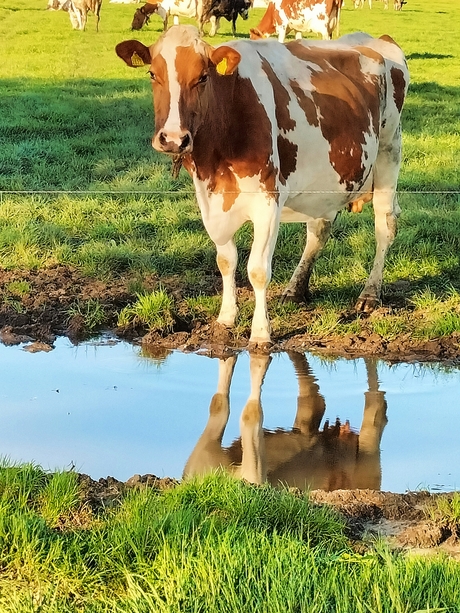 Spiegelbeeld 