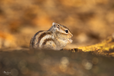 Chipmunk
