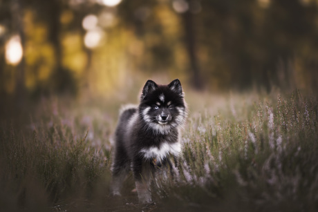 Pomsky puppy