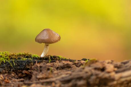 Bruine paddenstoel