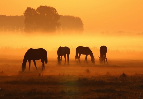 Paarden bij mistig ochtendgloren