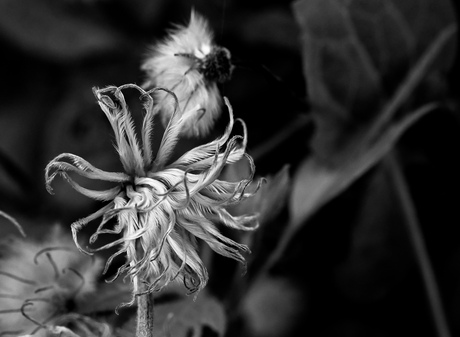 Clematis zaadpluizen