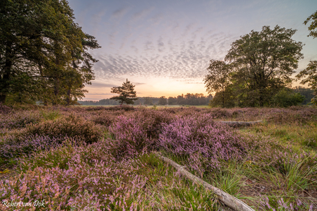 Bloeiende heide