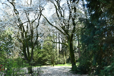 voorjaar bomenmuseum Doorn