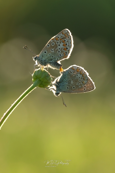 Summer Evening Romance