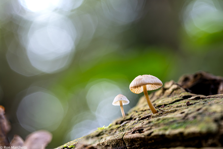 Paddenstoelen en nog eens paddenstoelen ,ze schieten uit de grond en zijn een dankbaar foto object.