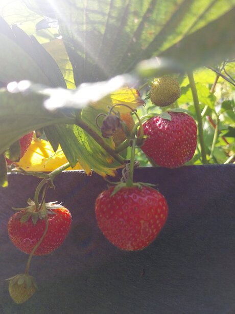 Aardbeien in stadstuin Rusthof. 
