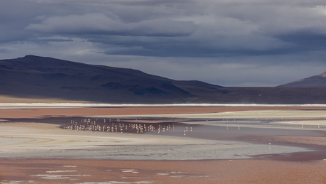 Laguna Colorado, Bolivia