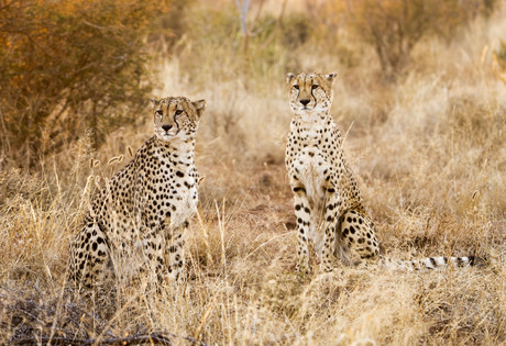 cheetahs in the morning